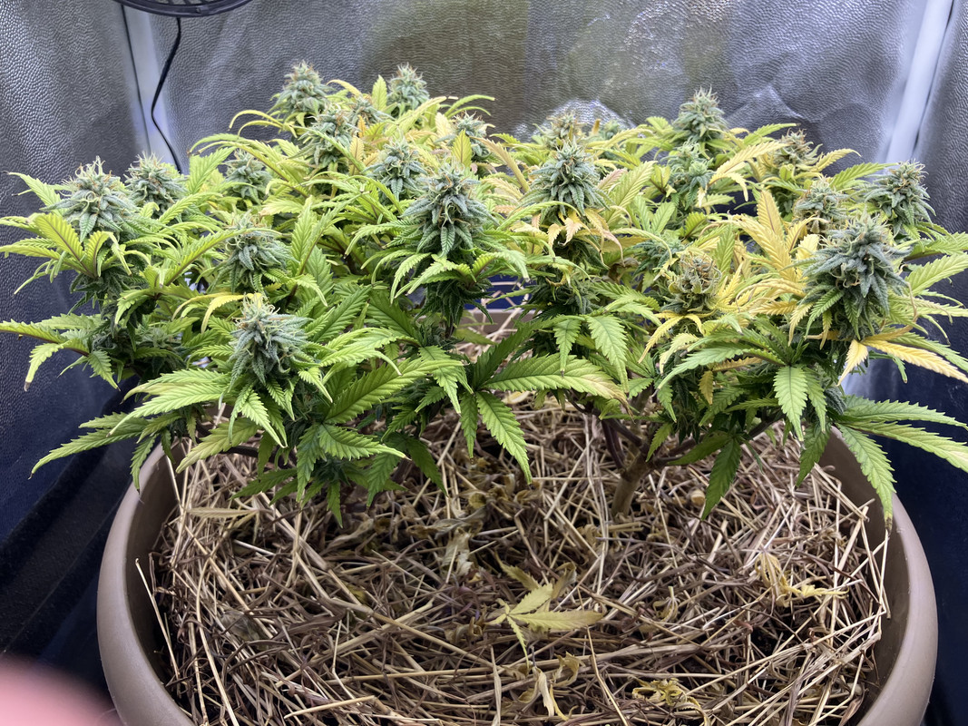 IMG_1022 (Febrero 14 2023)