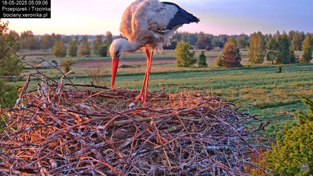 18052025bociany3