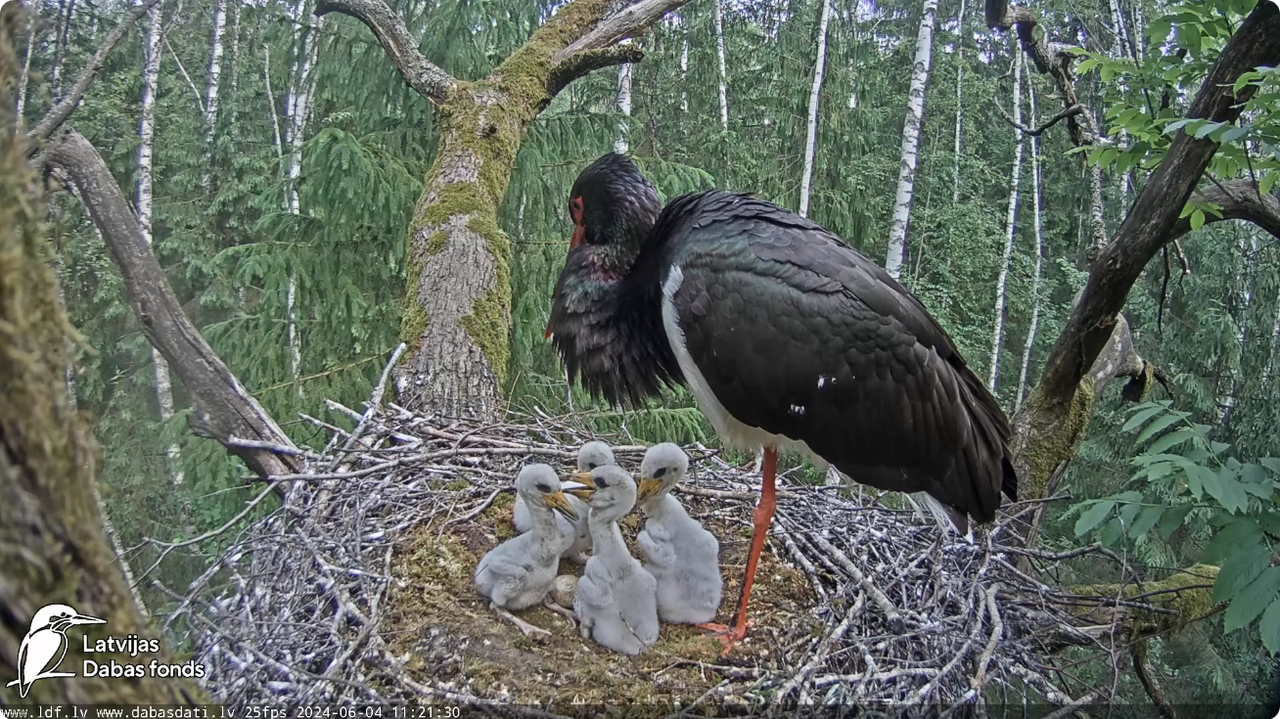 Screenshot 2024-06-04 at 12-17-01 (1) Melnais stārķis (Ciconia nigra) Ogres novadā - LDF tiešraide -