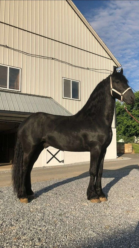 Friesian vs Morgan Horse: Which Breed Is Right for You?