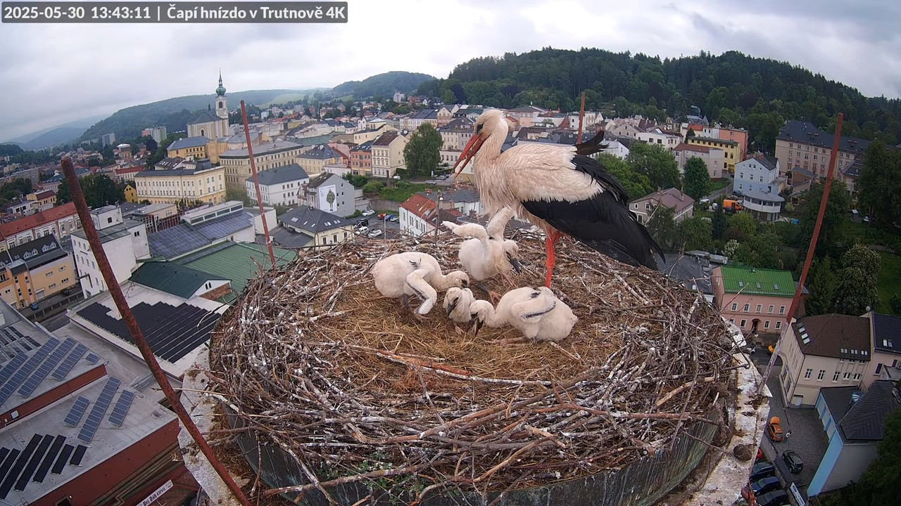 Živě z čapího hnízda na pivovarském komíně v Trutnově 14-36-31 screenshot
