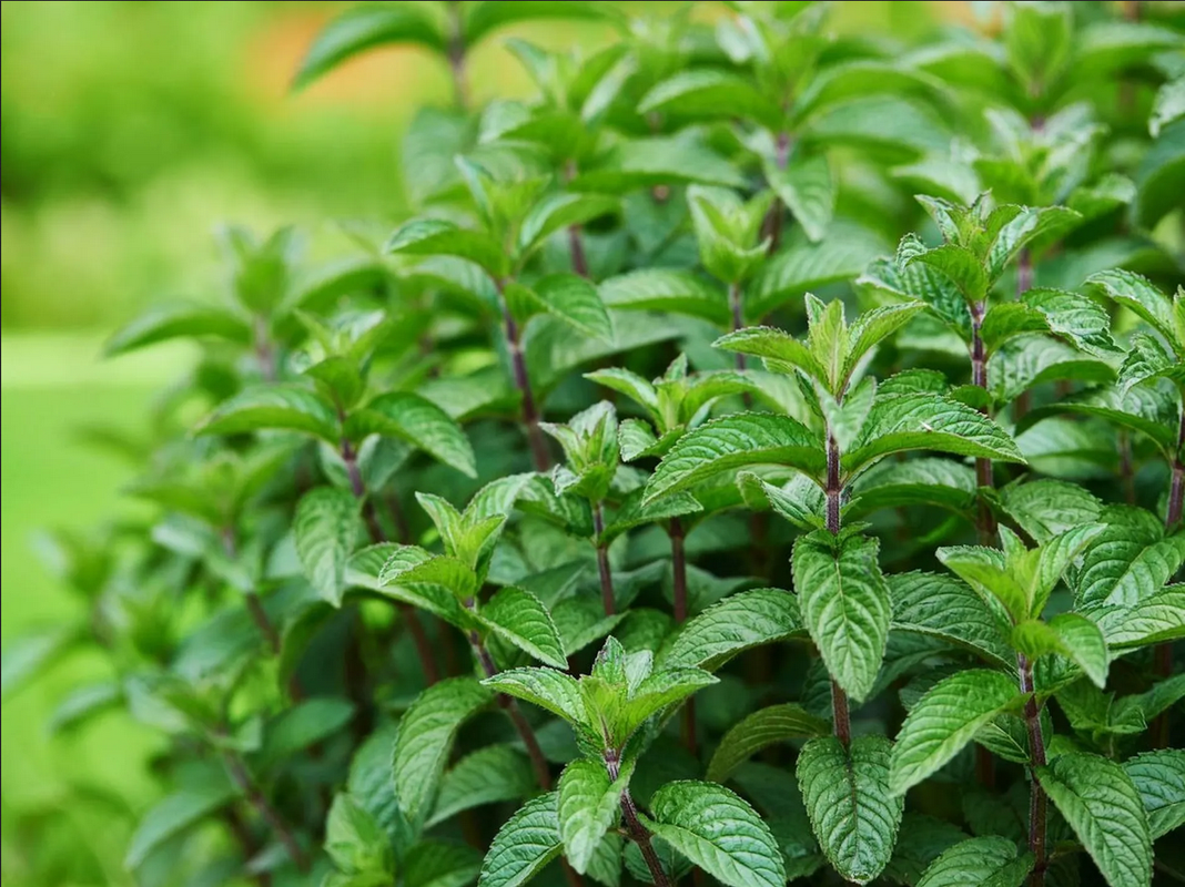 ¿Cómo prevenir las arañas violinistas? Hazlo con estas plantas
