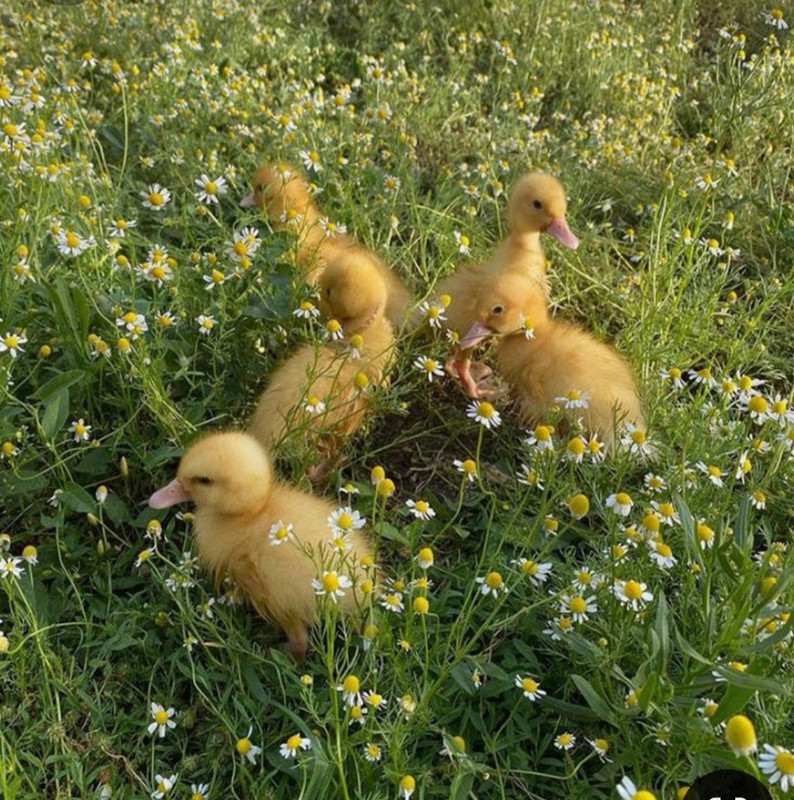 Screenshot_20240604_152637_Pinterest