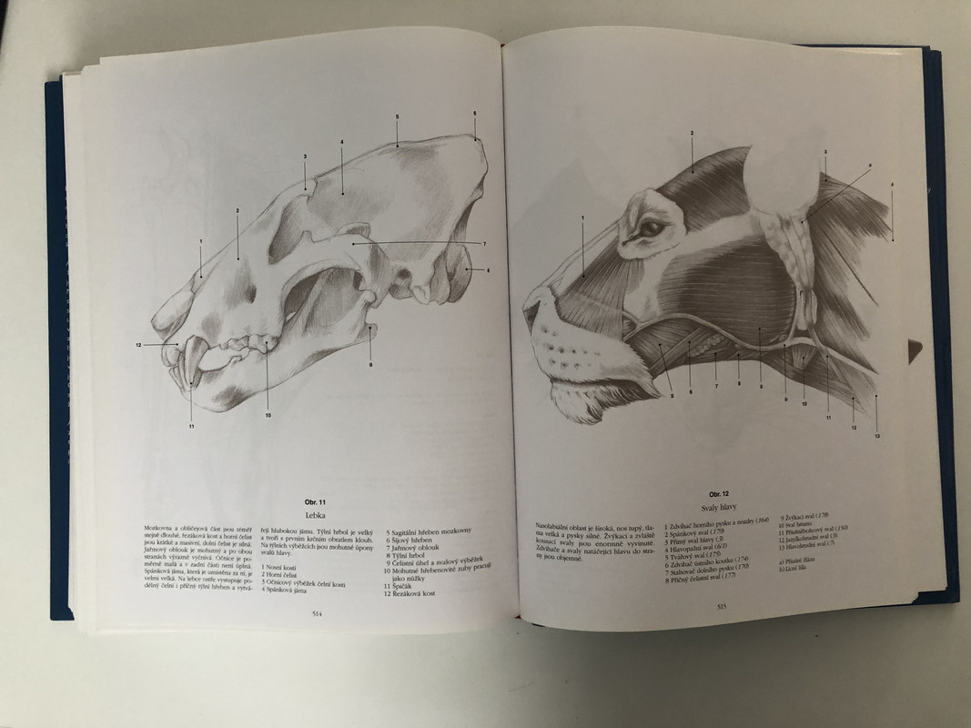 Anatomie pro výtvarníky - Člověk - zvířata - srovnávací studie | Aukro