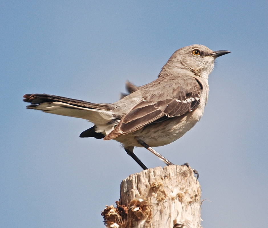 24074973117_f7a278ccd7_o (1)