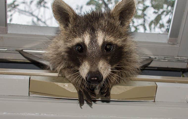 Kissimmee wildlife removal