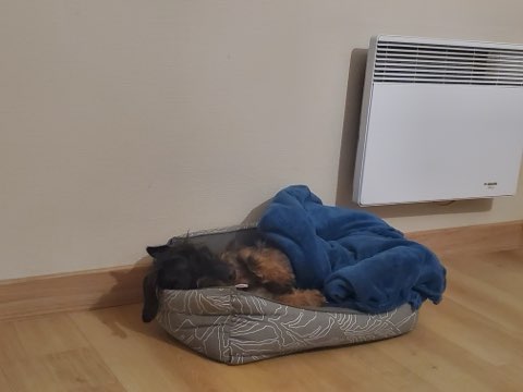 [Image: IMG-20241129-175459.jpg]