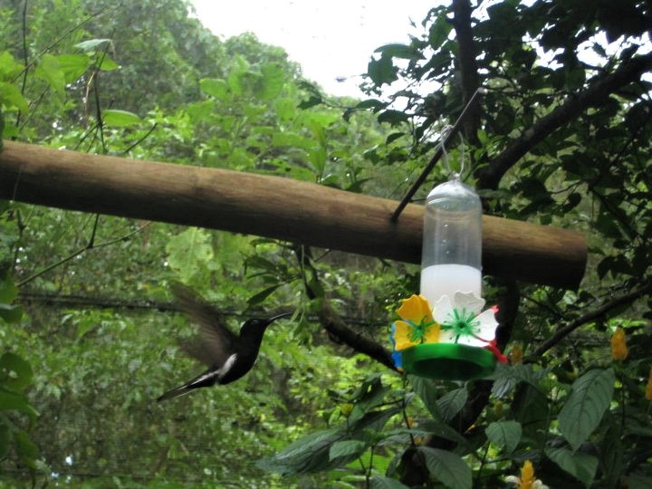 Parque de las Aves-25-2-2010 - Brasil y sus pueblos-2010 (38)