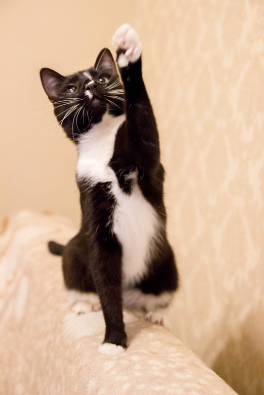 черная с белым-1-19