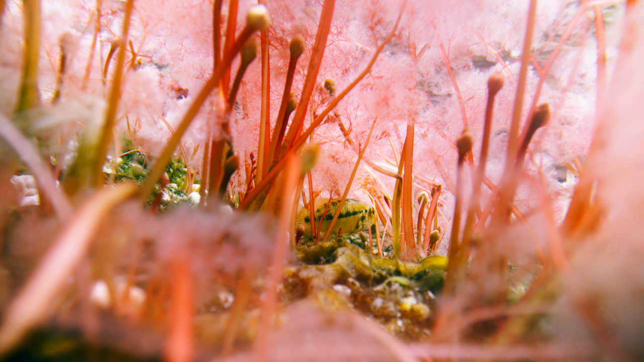 153c4169deca3693654a7cced6874092