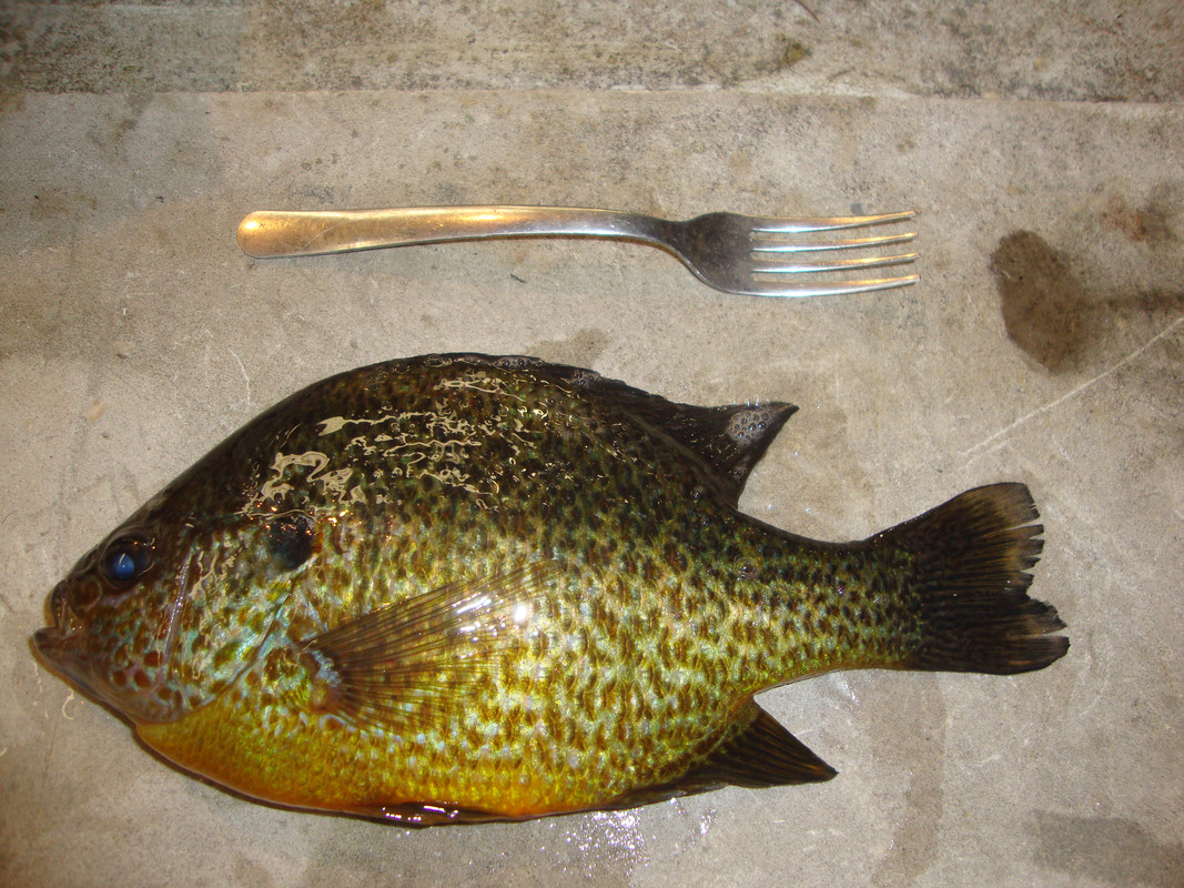 FISHING 25 002