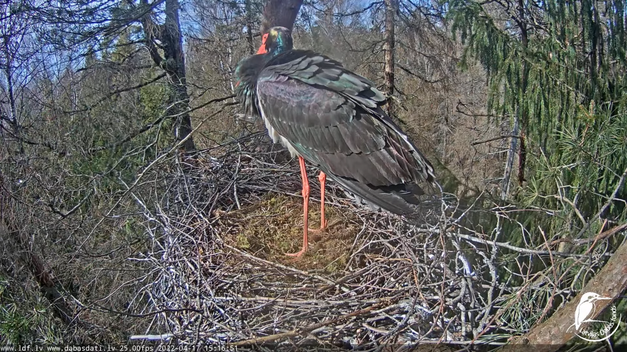 Melnais stārķis (Ciconia nigra) Siguldas novadā - LDF tiešraide 7-35-56 screenshot