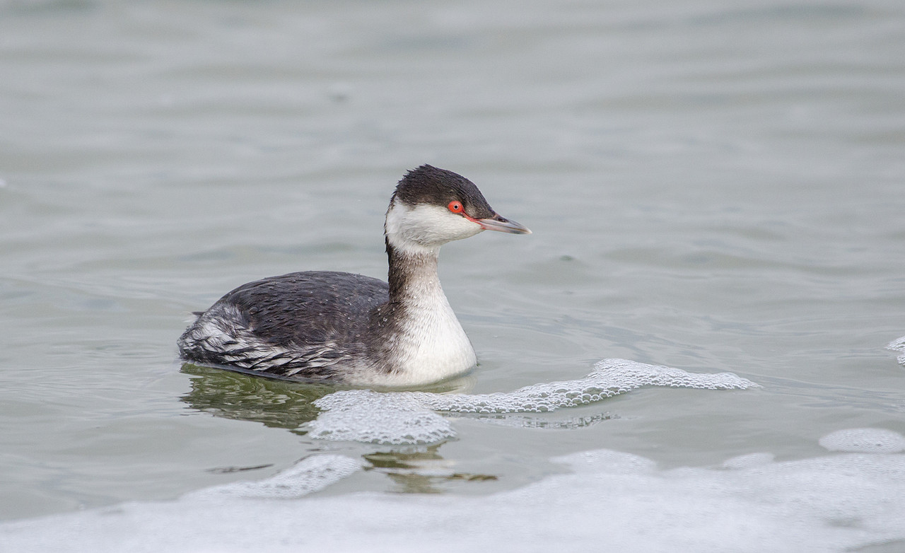Kuifduiker bij de Zuidpier
