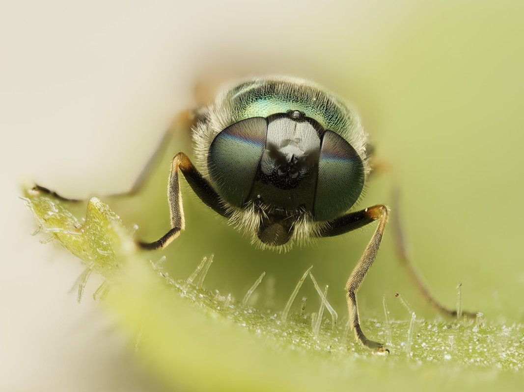 Chloromya formosa1dxo