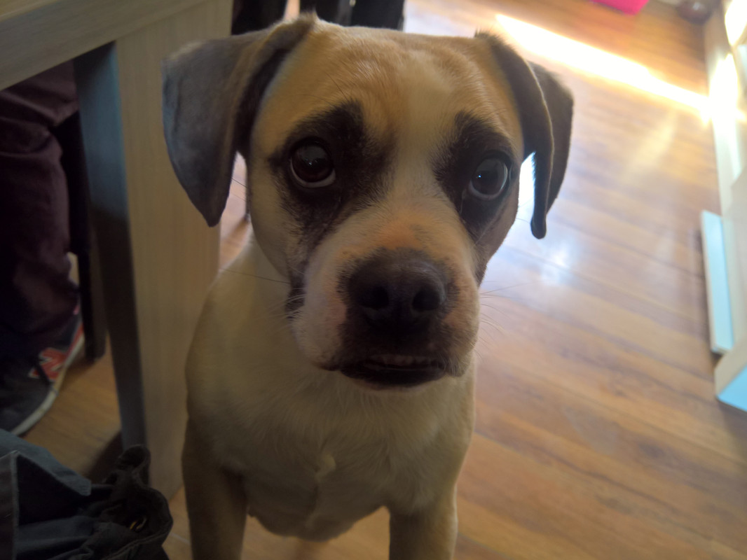 WP_20180401_14_31_51_Rich