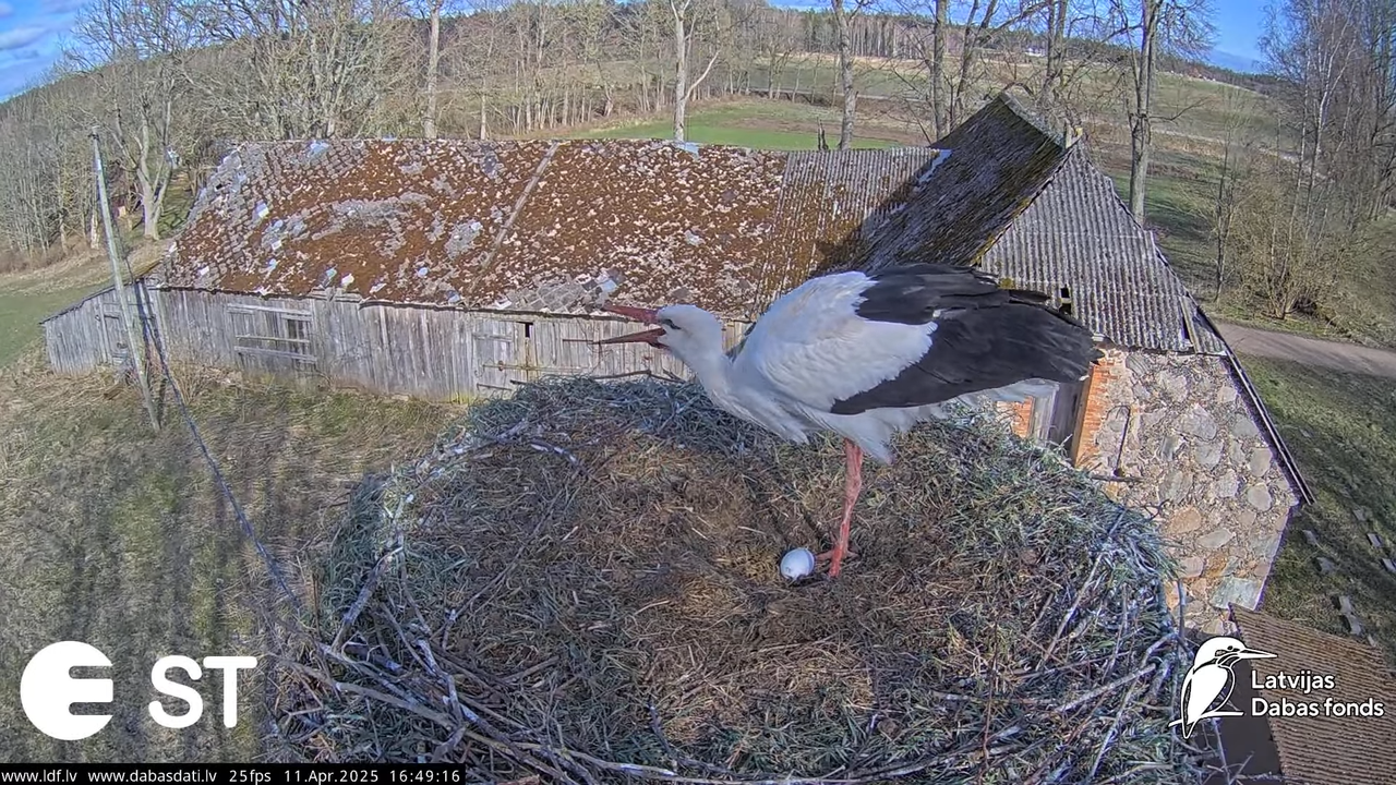 (42) Baltie stārķi (Ciconia ciconia) Tukuma novadā __ White storks in Tukums, Latvia - YouTube - 835