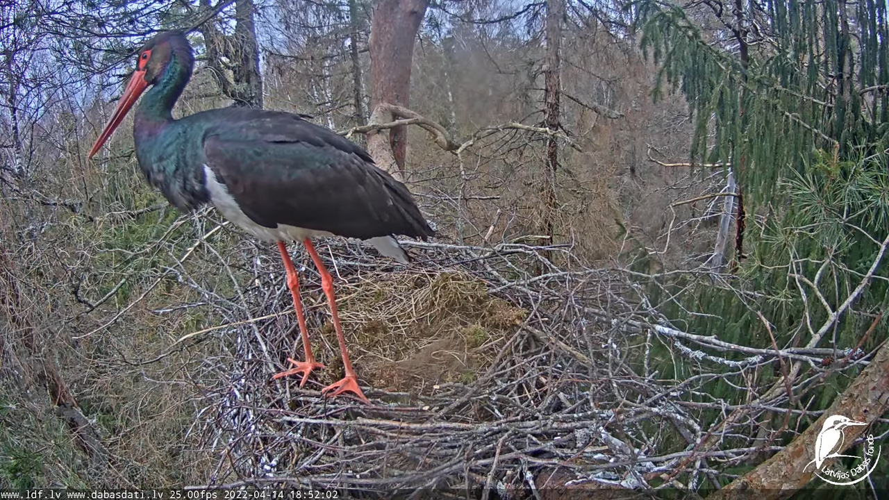 Melnais stārķis (Ciconia nigra) Siguldas novadā - LDF tiešraide 14-48-37 screenshot