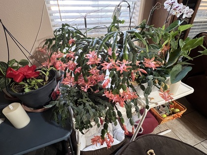 Christmas-Cactus