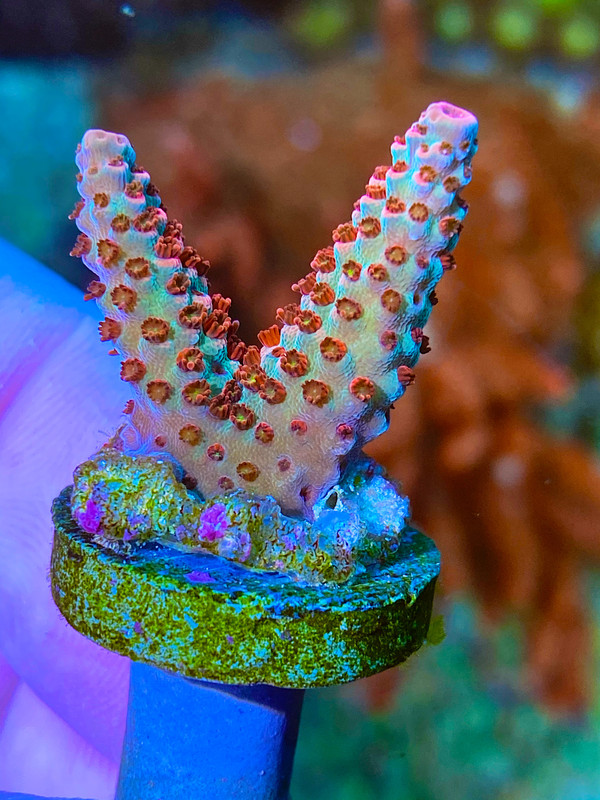 1C48D4F3-B077-4205-854C-658827DA0729