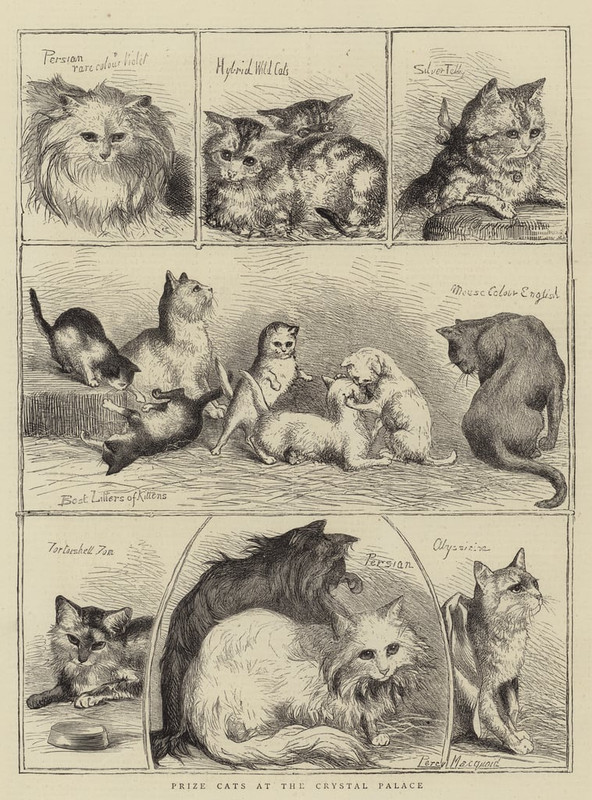 4-Percy Macquoid - Prize Cats at the Crystal Palace  - (MeisterDrucke-152926)