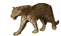 guyana-jaguar