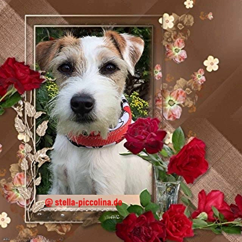 An den Beitrag angehängtes Bild: https://i.postimg.cc/0jQVPdfn/PICCO-ROSE-01.jpg