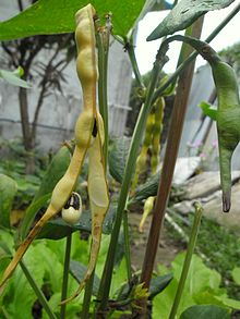 220px-Black-eyed_pea_pods_on_plant_in_Hong_Kong