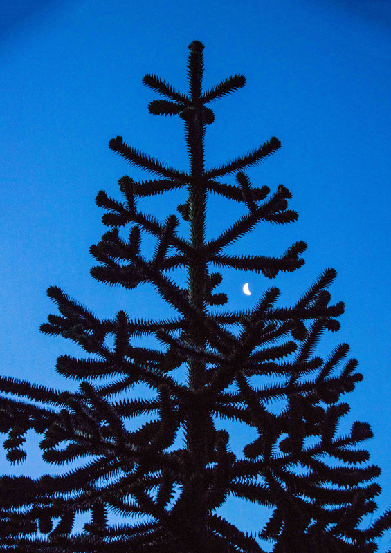 IMG-5571-Moon-and-tree.jpg