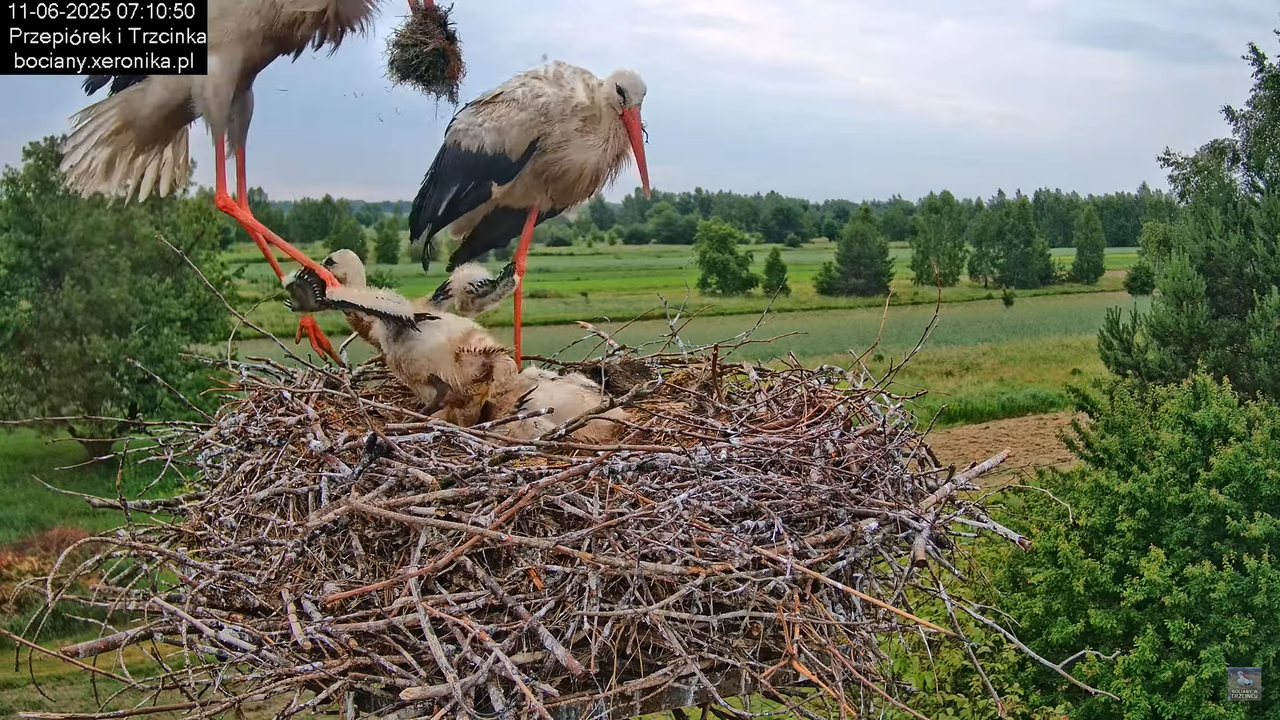 11062025bociany15