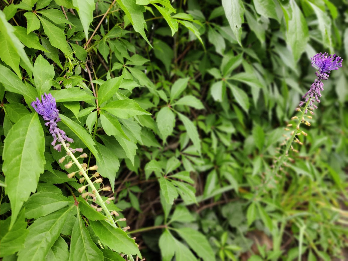 IMG 20260610 155858 Bokeh