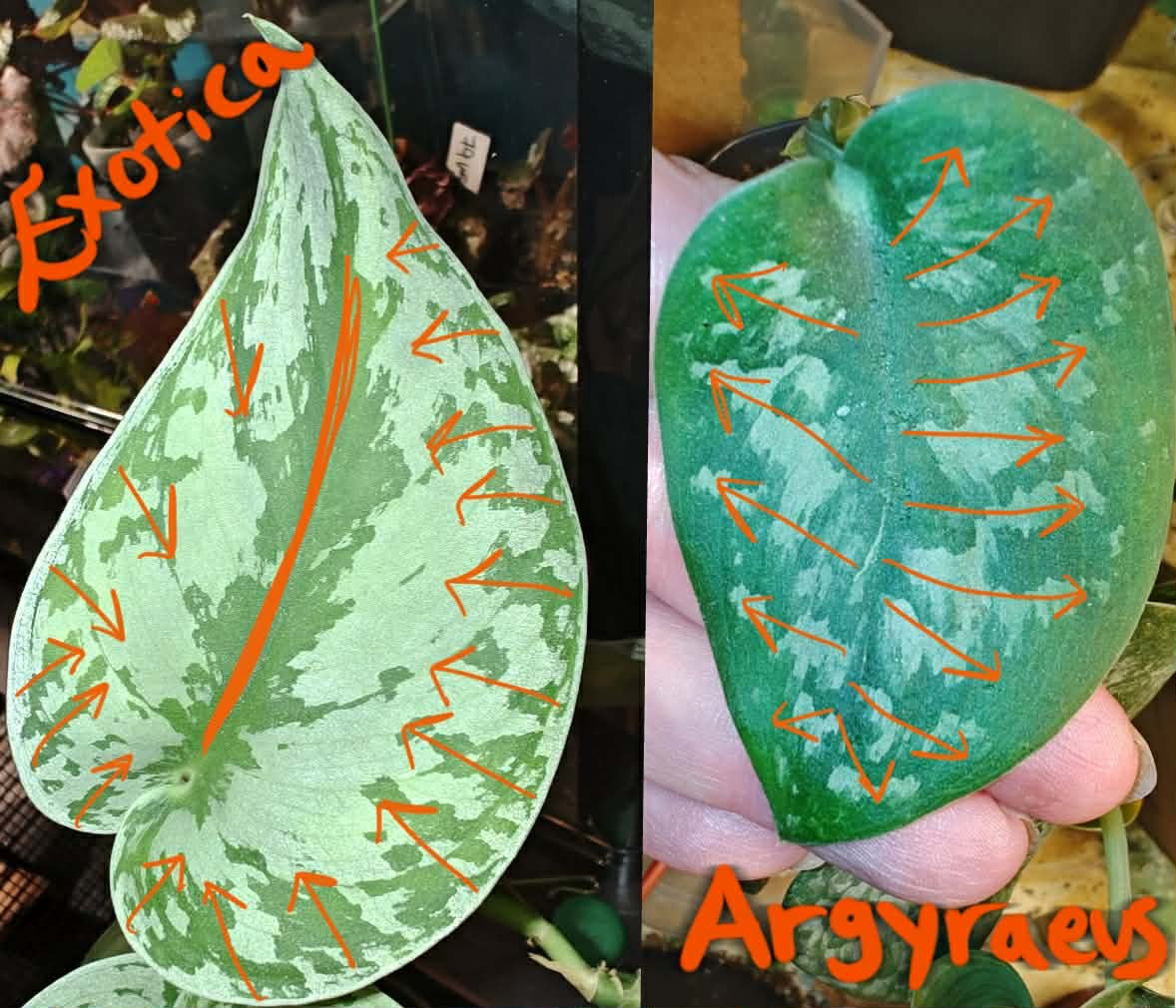 received 4327898107536530