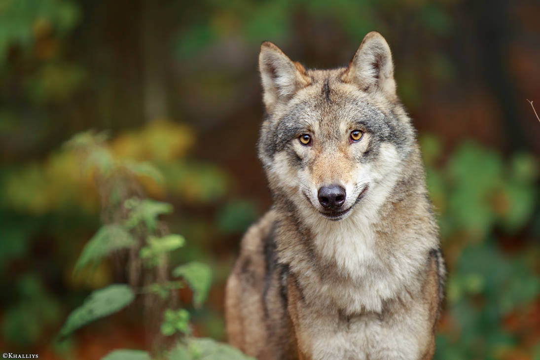watchful-by-khalliysgraphy-dbt0y17-pre.jpg