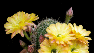 Wired-Daydream-10-Flowers-Blooming-Wilting-Gif-003.gif