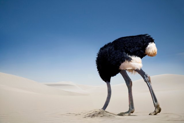 [Image: Ostrich-burying-head-in-the-sand-Tsavo-E...magess.jpg]