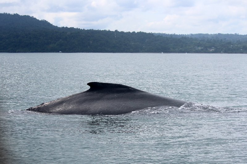 DIA 13: EXCURSIÓN DE UN DÍA A CORCOVADO - DE TORTUGAS Y PEREZOSOS. COSTA RICA 2019 (16)