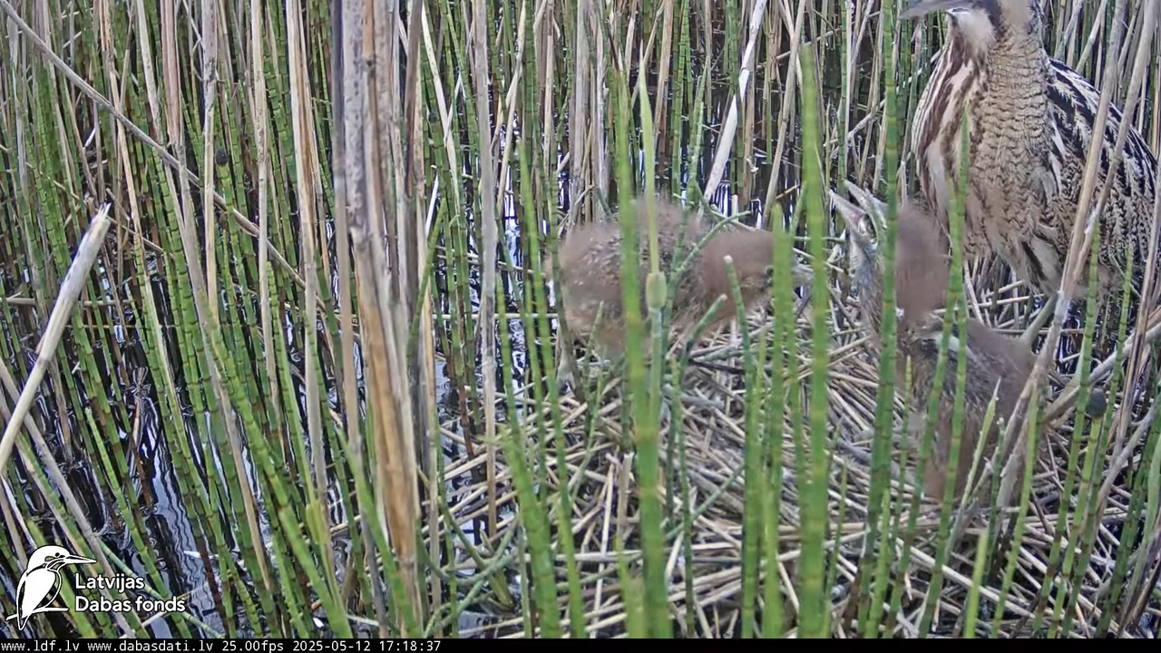 LDF Lielais dumpis (Botaurus stellaris) Zemītes pagastā 13-16-17 screenshot