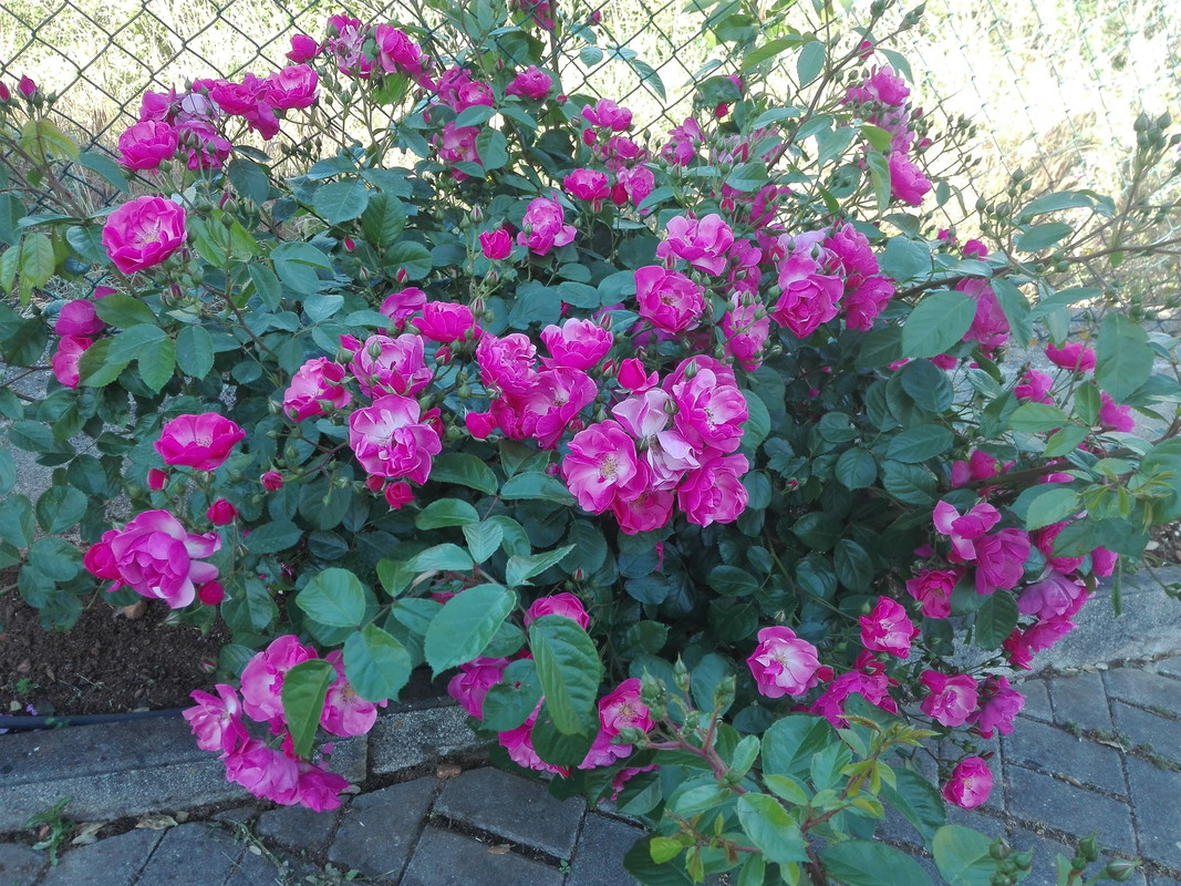 roses