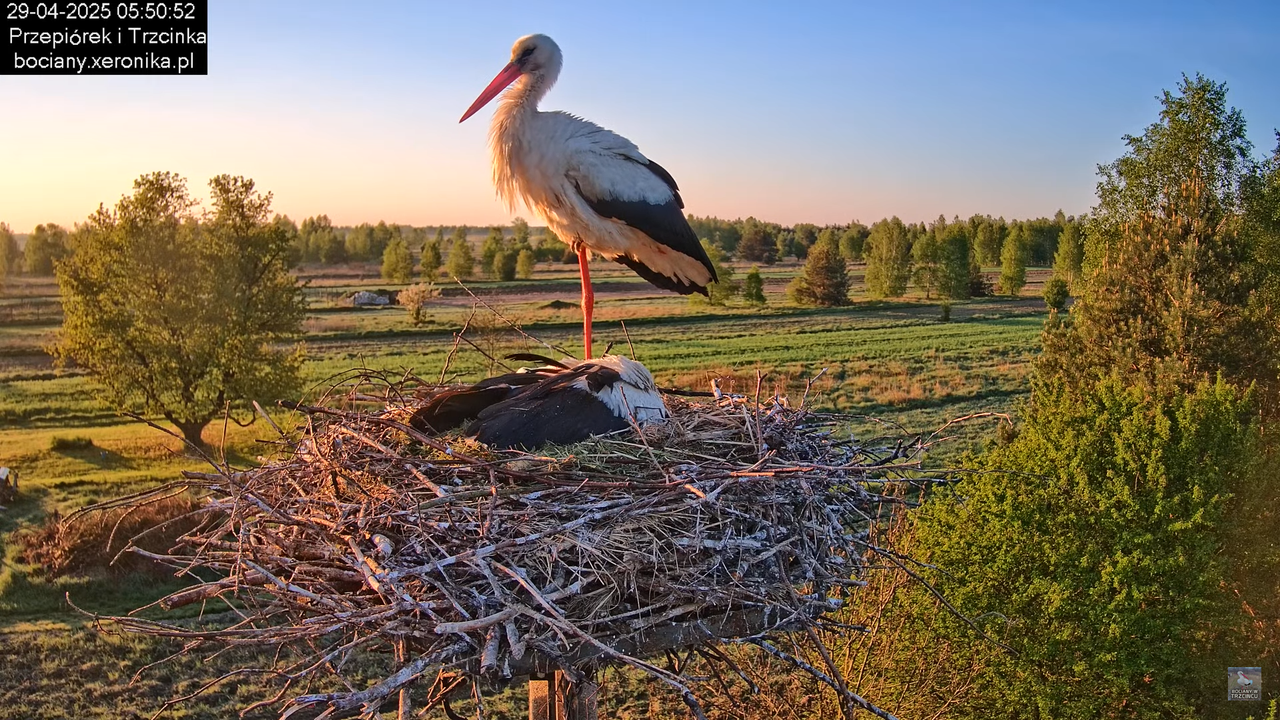 29042025bociany4