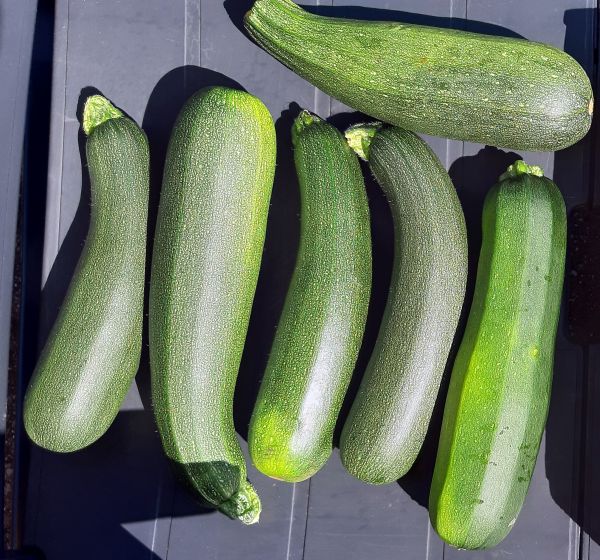 courgetten