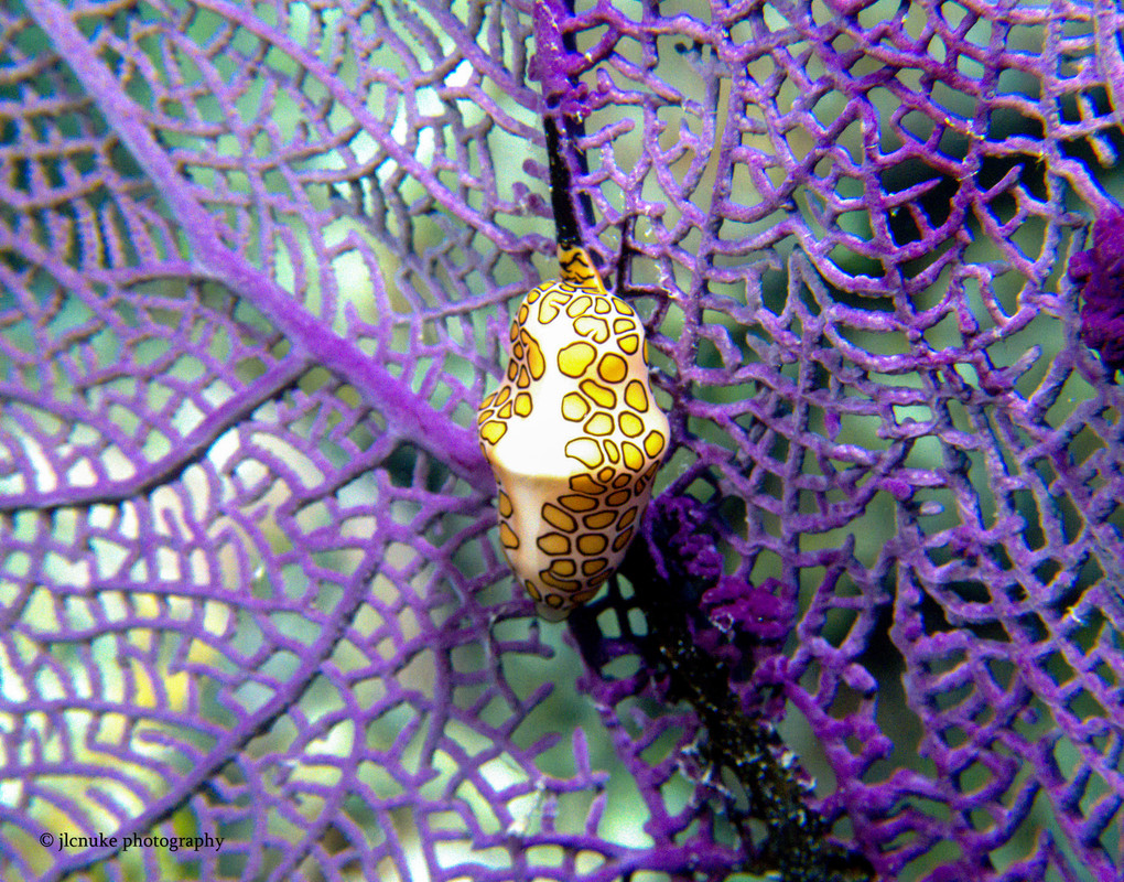 Flamingo Tongue Bahamas 11-2020