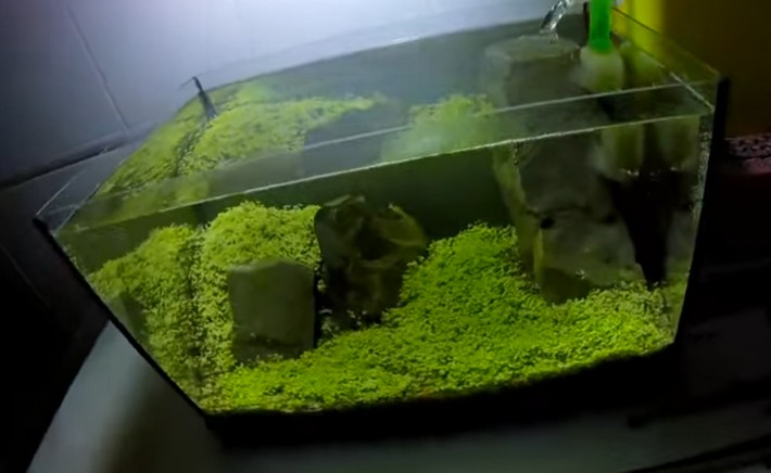 Cattura di schermata (568)