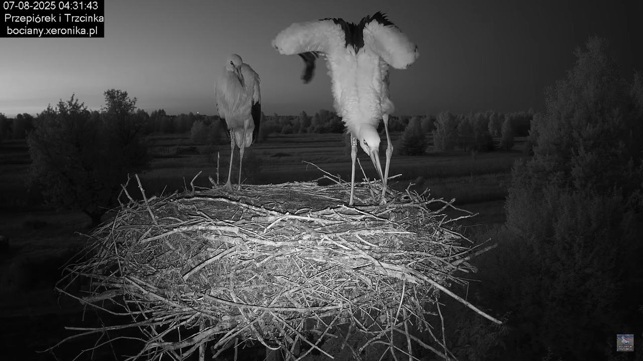 07082025bociany2