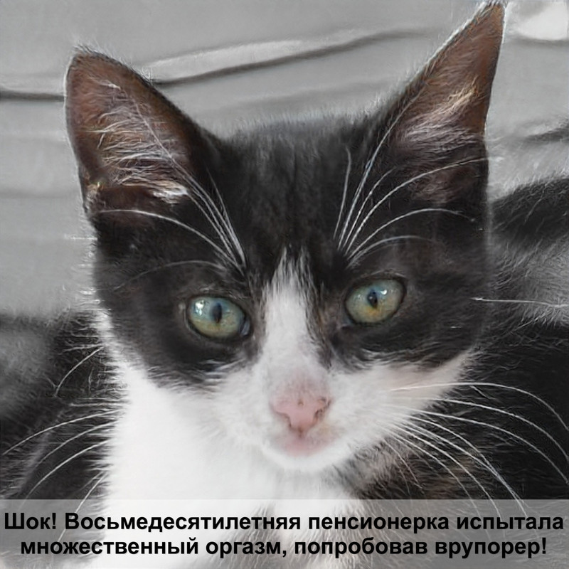 беафар витамины для кошек