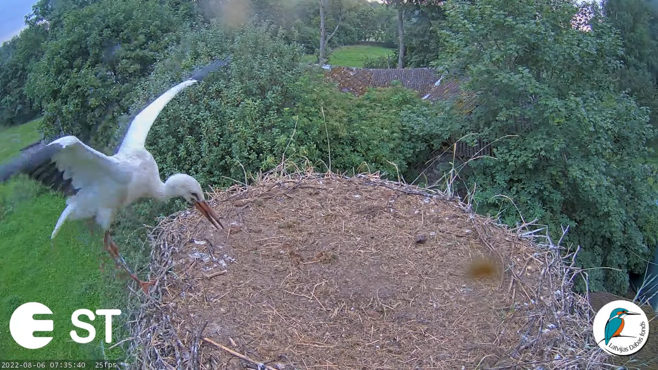 Baltie stārķi (Ciconia ciconia) Tukuma novadā - LDF tiešraide __ White storks in Tukums, Latvia 9-31