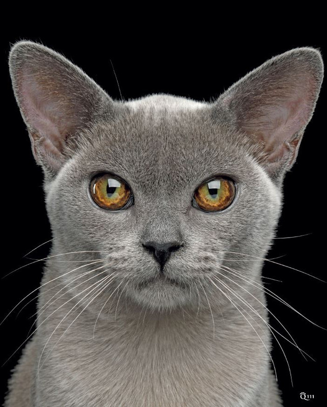 QuattroZampe Feb 2024 (12)