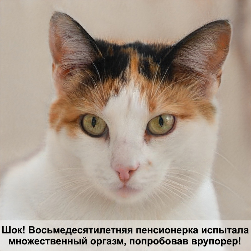 гималайский окрас кошки