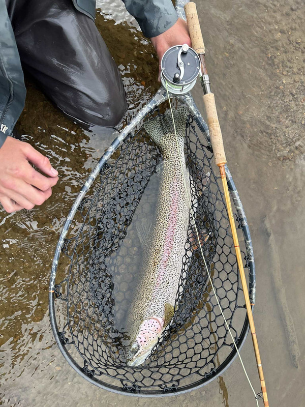 Glenn Brackett bamboo and Paul Hermann reel 28.5 inch trout