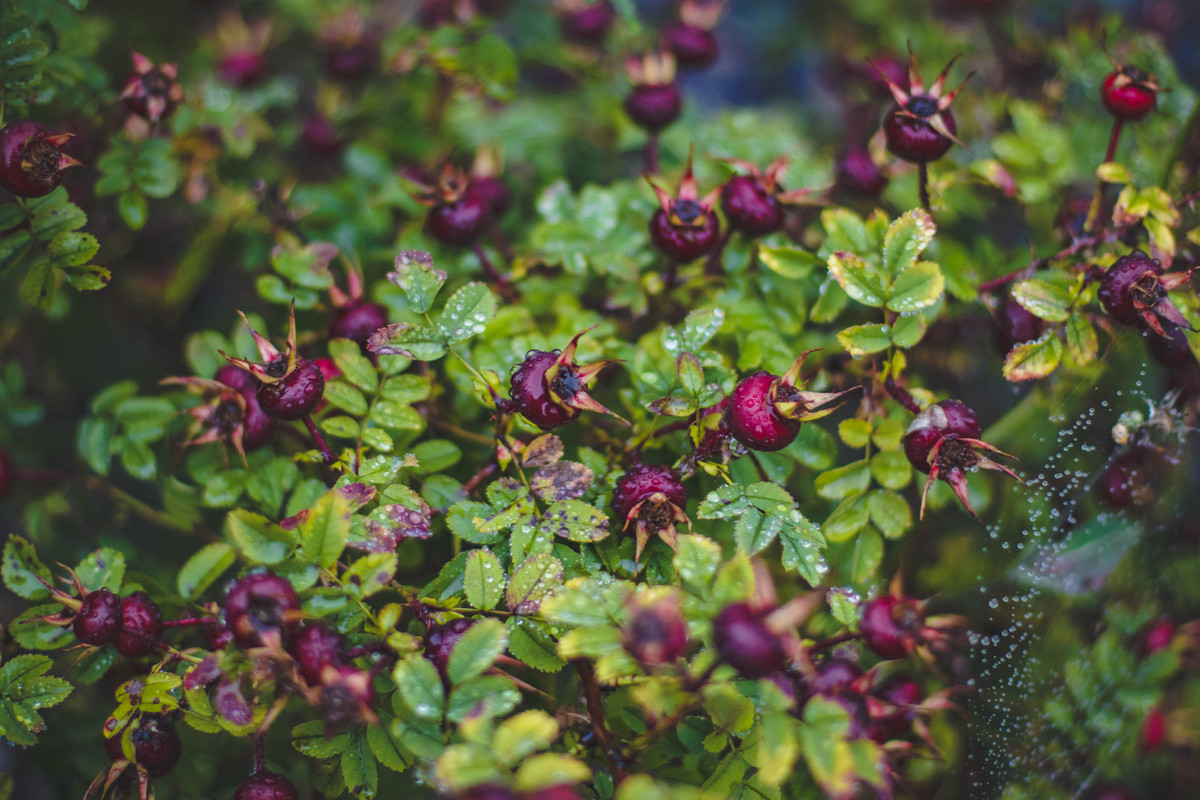 Purple-Flowers.jpg