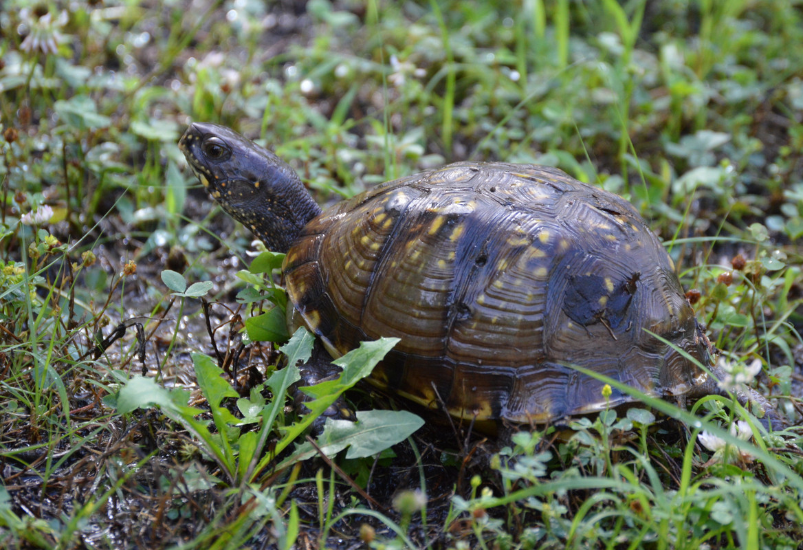 2021-7-1 Box Turtle (1)