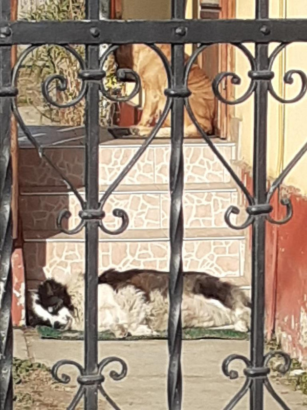 Kép